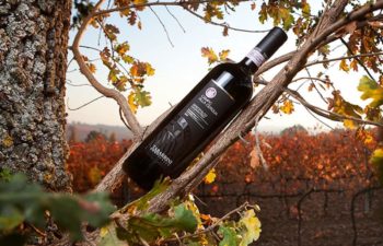 2019-02-25 Wine Tasting-Tabarrini Winery